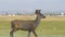 Mule Deer Young Buck in Slow Motion