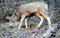 Mule Deer - Zion National Park