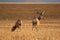 Mule deers are standing in the field with stubles in early spring