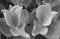 Mule Ear Plants in Black & White