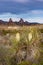 Mule ears in the background with yucca plants