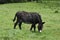 Mule feeding on grass