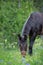 Mule grazing amongst wildflowers after packing equipment into the mountains in a vertical crop