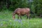 Mule grazing on blooming wildflower and grass in a mountain meadow with evergreen trees in the background