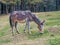 Mule grazing grass