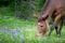 Mule grazing in a mountain meadow covered in wildflower and grass with evergreen trees in background after packing equipment