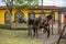 A mule and a horse tied in small town in Colombia in Andes Antioquia