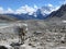 Mule in Larke La pass, Samdo peak - Nepal