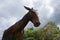 Mule on the Lost City Trek, Ciudad Perdida, close to Santa Marta, Colombia