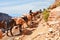 Mule pack train climbes from the bottom of the Grand Canyon