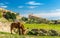 Mule on a pasture in Fes, Morocco