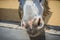 A mule in the stable. Mule is the offspring of a male donkey (jack) and a female horse (mare). Horses and donkeys are different s