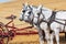 Mule team working a vintage wheat thresher