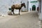 Mule of Tetouan, Morocco