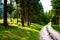 Mule track among the Asiago pines