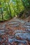 Mule Track to the Sanctuary of Our Lady of Montallegro