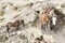 Mule on track trough Bwahit pass, Simien mountains