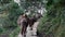 Mule Train Carrying Goods in the Himalayas in Nepal