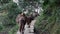 Mule Train Carrying Goods in the Himalayas in Nepal