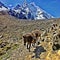 Mule Train on the Salkantay Trail in Peru