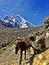 Mule Train on the Salkantay Trail in Peru