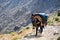 Mule transporting goods in morocco