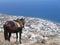 Mule at viewpoint in Santorini