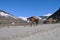 Mule Walk In Mountain.