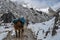 Mules carry equipment along the Salkantay trail to Machu Picchu