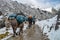 Mules carry equipment along the Salkantay trail to Machu Picchu