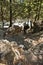 Mules carrying a huge load on a mountain path through pine forest at Samaria gorge, south west part of Crete island