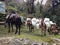 The mules are carrying stuffs for trekking in Nepal