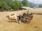 Mules cart and man staying on yellow ground