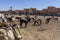 Mules Are Corralled In The Town Of Rissani, Morocco, Africa