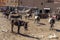 Mules Are Corralled In The Town Of Rissani, Morocco, Africa