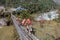 Mules crossing suspenion bridge