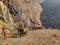 Mules and donkeys grazing in an open field