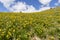 Mules Ears and Lupine Coloring the Hillsides of Southwestern Idaho and Southeastern Oregon