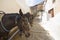 The mules of Fira in Santorini in Greece