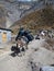 Mules is the only freight transport in the Himalayas