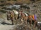 Mules is the only freight transport in the Himalayas