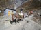 Mules is the only freight transport in the Himalayas