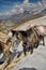 Mules in Himalayas