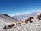 Mules in Mountain