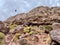 Mules at Toubkal National Park, High Atlas Mountains, Morocco.