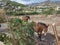 Mules in the village field La Herradura Granada Costa