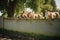 mules at a water trough with a fence and trees behind