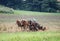 Mules working the farm field .