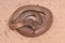 Mulga or King Brown Snake