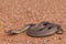 Mulga or King Brown Snake